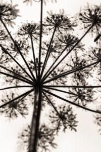 Inflorescence of a hogweed, Heracleum sphondylium, Apiaceae, umbelliferae, Inflorescence of a hogweed, Heracleum sphondylium, Apiaceae, umbelliferae,